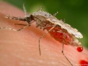 Факти за комарците што досега не сте ги знаеле