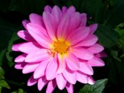 Кога биле направени првите насади на цвеќе во урбана јавна средина во Македонија?!