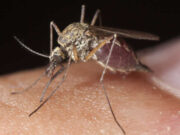 Дали комарците пренесуваат корона вирус?