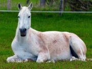 Садизам над животни – транспорт на коњ во приколка – кафез (ФОТО)