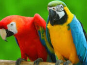 Придобивки од чување на папагали