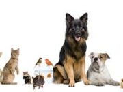 Еве кои животни се најсоцијални и имаат најголема потреба од вас