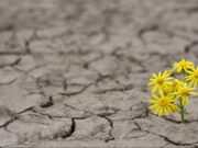 Надежта последна умира, или можеби е веќе мртва!