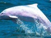 Ограничувањето на движењето за луѓе е голема придобивка за природата – Белите кинески делфини повторно пливаат во Хонг Конг