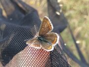 Глобалното затоплување ќе создаде „свет без пеперутки“