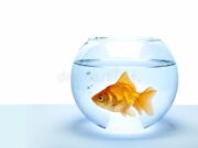 Златна рипка навистина исполнува желби, еве зошто: