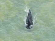 Урнебесна глетка во Австралија: Кит плива во речни води
