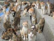 Мачкољубец: Момче во стан од 100 квадрати живеело со 110 мачки