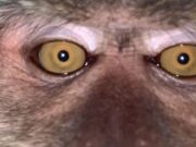 Селфи е и за мајмуни: Малезиец нашол селфи и видеа од мајмуни во неговиот „изгубен телефон“