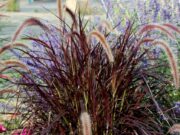 Еве која боја нема да ја сретнете на ниту едно знаме во светот