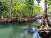До 10 години затвор за загадувачите на животна средина