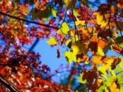 Сончево но поладно во утринските и вечерните часови