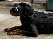 Дизајнирани први очила за кучиња кои ги воведуваат во виртуелна реалност и се помошна алатка за нивна дресура