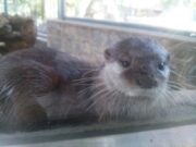 Корона вирус не го напаѓа само човештвото: Во Данска усмртени над 2,5 милиони видри поради заболување со корона вирус