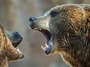 Мечки изеле работник во зоолошка градина наочиглед на туристи