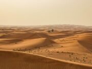 Неверојатно научно откритие: Сателитски снимки открија дека Сахара е полна со дрвја и шума