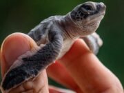 Лажни јајца „мамки“ се користат за следење на ловокрадството на желките