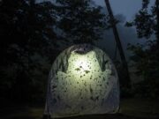 Инсектите исчезнуваат со огромна брзина – но можеме да ги спасиме