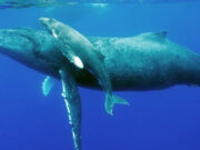 Китовите конечно се враќаат во поларните региони по 40 години