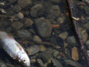 На слатководните риби им се заканува изумирање