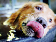 Како да му дадете прва помош на куче кое е отруено?