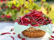 Лути пиперчиња се секогаш добар додаток со јадењето, еве зошто: