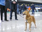 Запознајте го сибирскоро куче кое намирисува ковид и онколошки заболувања побрзо од кој било тест!