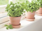 Билка која секој треба да ја има дома: Лечи од депресија!