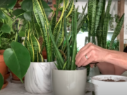 Овие билки го чистат отровот од вашиот воздух, треба да се позастапени во вашиот дом: