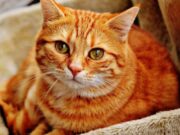 Домашни миленици: Како мачките ја лекуваат нашата душа?!