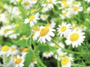 За жени во менопауза се препорачува чај од камилица