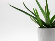 Еве зошто боцкаво алое треба да има во секој дом