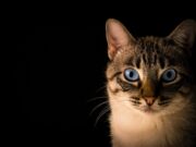 Совет за миленичари: Дали мачката може да остане сама дома по цел ден?