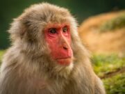 Потеклото на човечкиот јазик: Психотробните печурки причина за создавање на јазикот!