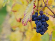 Јадете грозје за подобрување на квалитетот на памтењето