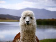 Нова студија: Ламите ќе помогнат во третирање на ковид кај луѓето