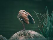 Зошто ранобудните луѓе се поуспешни на работа од ноќните птици?