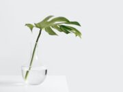 Како цвеќето да ви „преживее“ без наводнување додека сте на одмор?!