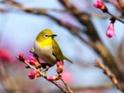 Поради глобалното затоплување се менува величината на некој тип животни
