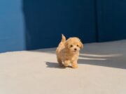 Како да знаете дека на вашето милениче му е премногу жешко во домот?