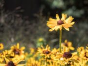 Дали висината е наследена од родителите?