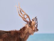 По оваа приказна ќе ја смените перцепцијата за животинскиот свет!