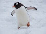 Шест видови познати животни кои се пред изумирање