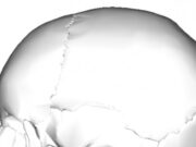 Ново сознание во анатомијата: Откриен нов дел од човечкото тело