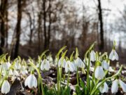 Пролетта повеќе не започнува на 21 март, но зошто?