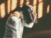 Што го предизвикува мозочниот удар?