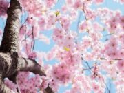 Зошто почетокот на пролета се одбележува на различни датуми?