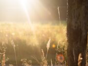 Сончево, но постудено време