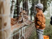 Беби-бум во Зоолошката градина во Скопје: Се родија уште две камили