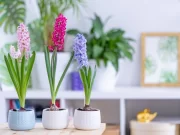 Пролетно освежување на домот со најубавото пролетно цвеќе